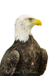 Challenger Bald Eagle at American Eagle Foundation in Pigeon Forge Tennessee Great Smoky Mountains