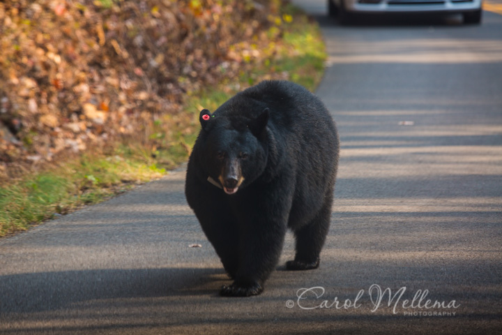 Black bear walking down the road in Smoky Mountains National Park Tennessee