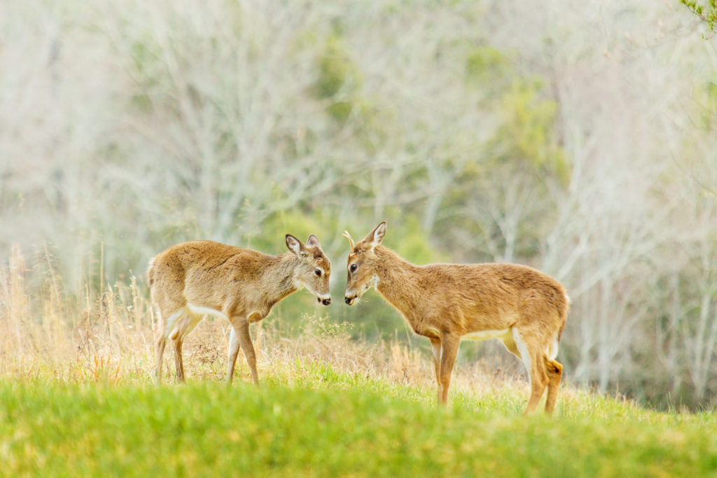 Deer in Cades Cove Smoky Mountains photography