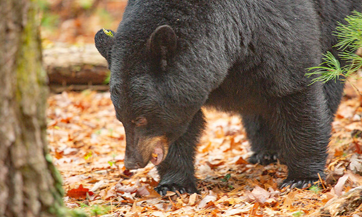 Black Bear in Cades Cove Smoky Mountains National Park