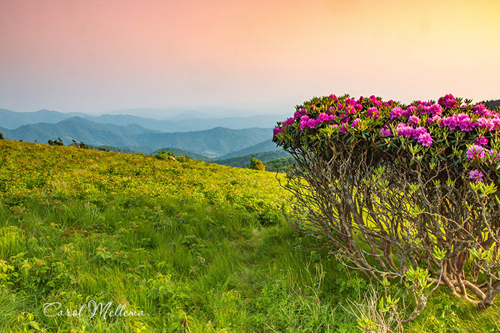 Rhododendrons at sunset on Roan Mountain in Smoky Mountains